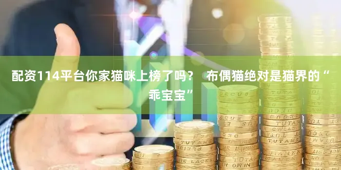 配资114平台你家猫咪上榜了吗？  布偶猫绝对是猫界的“乖宝宝”